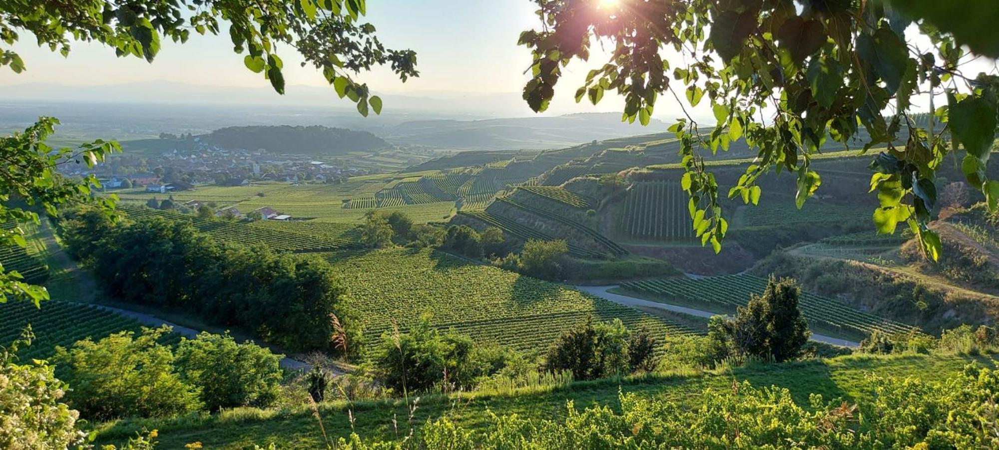 Ferienwohnung Vino9 福格茨堡 外观 照片